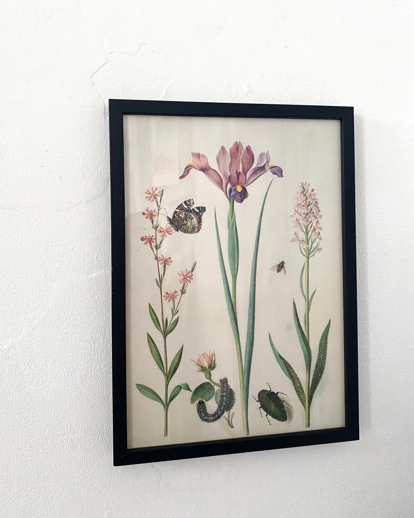 "Catchfly with admiral, rose with fox mouth, iris, hoverfly, jewel beetle and orchid Maria Siblylla Merian (1647-1717)