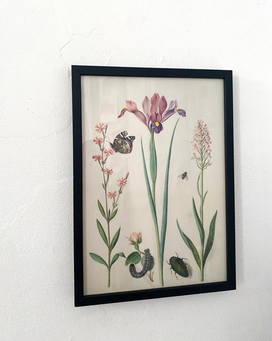 "Catchfly with admiral, rose with fox mouth, iris, hoverfly, jewel beetle and orchid Maria Siblylla Merian (1647-1717)