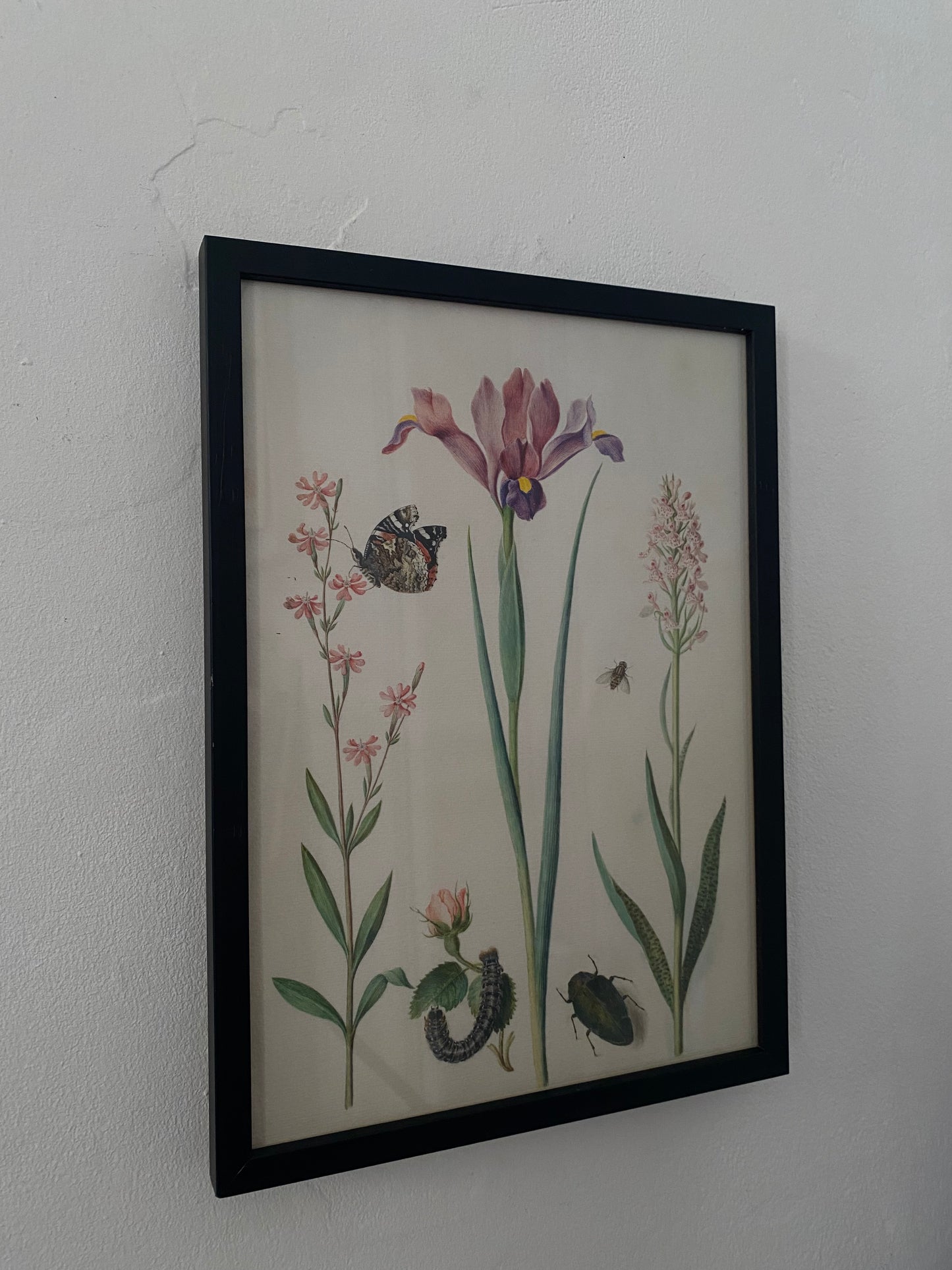 "Catchfly with admiral, rose with fox mouth, iris, hoverfly, jewel beetle and orchid Maria Siblylla Merian (1647-1717)