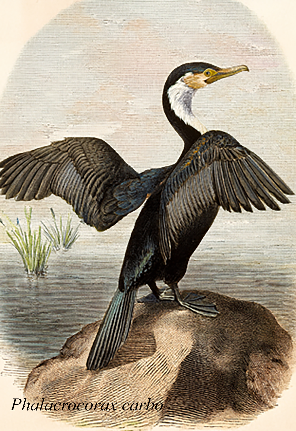 Phalacrocorax carbo - Great Cormorant
