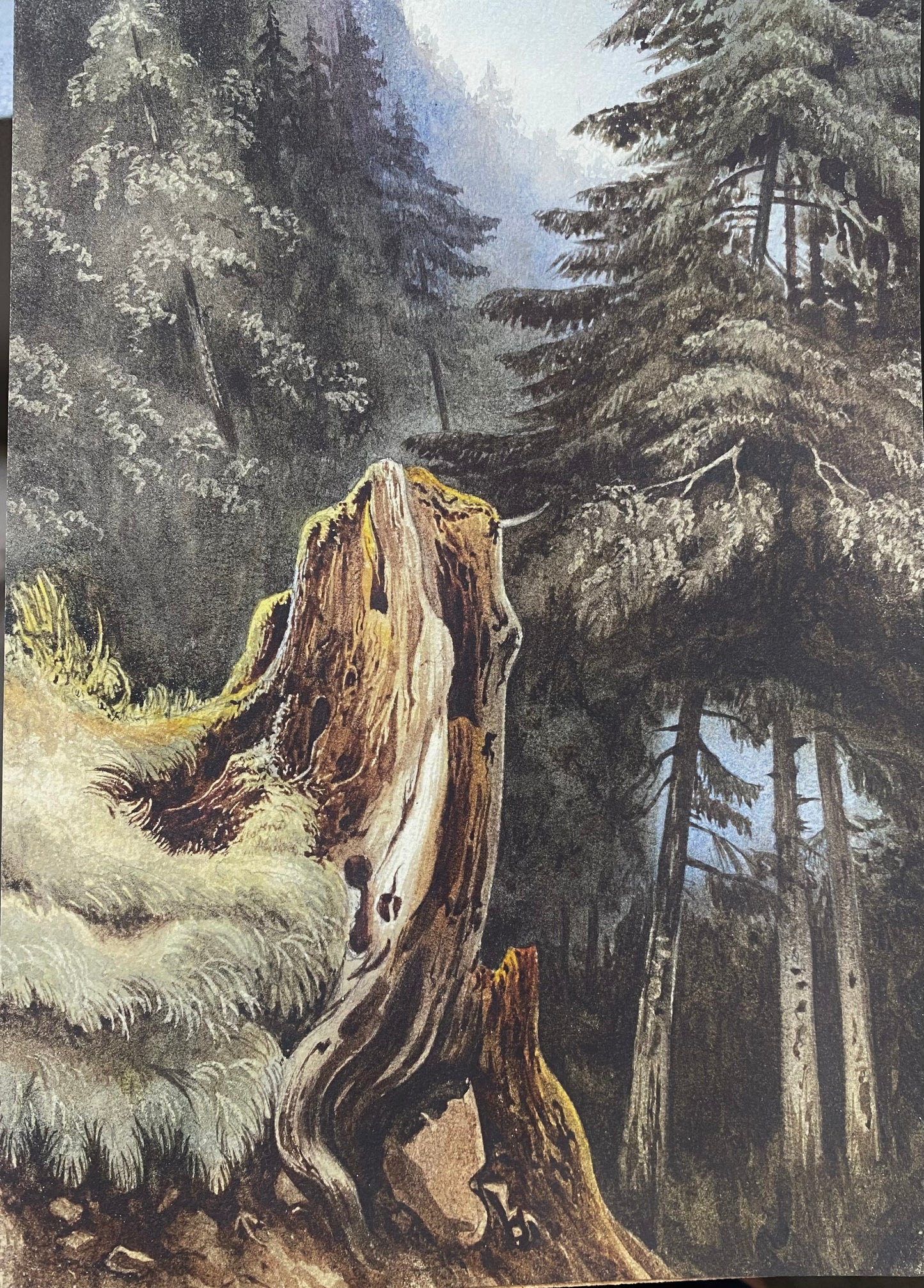 "Tree stump on slope covered with fir trees" Ludwig Philipp (1811-1886)