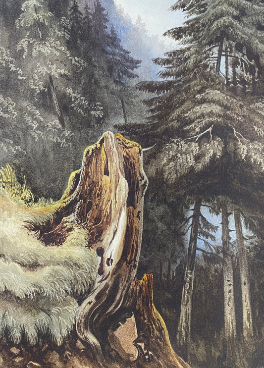 "Tree stump on slope covered with fir trees" Ludwig Philipp (1811-1886)