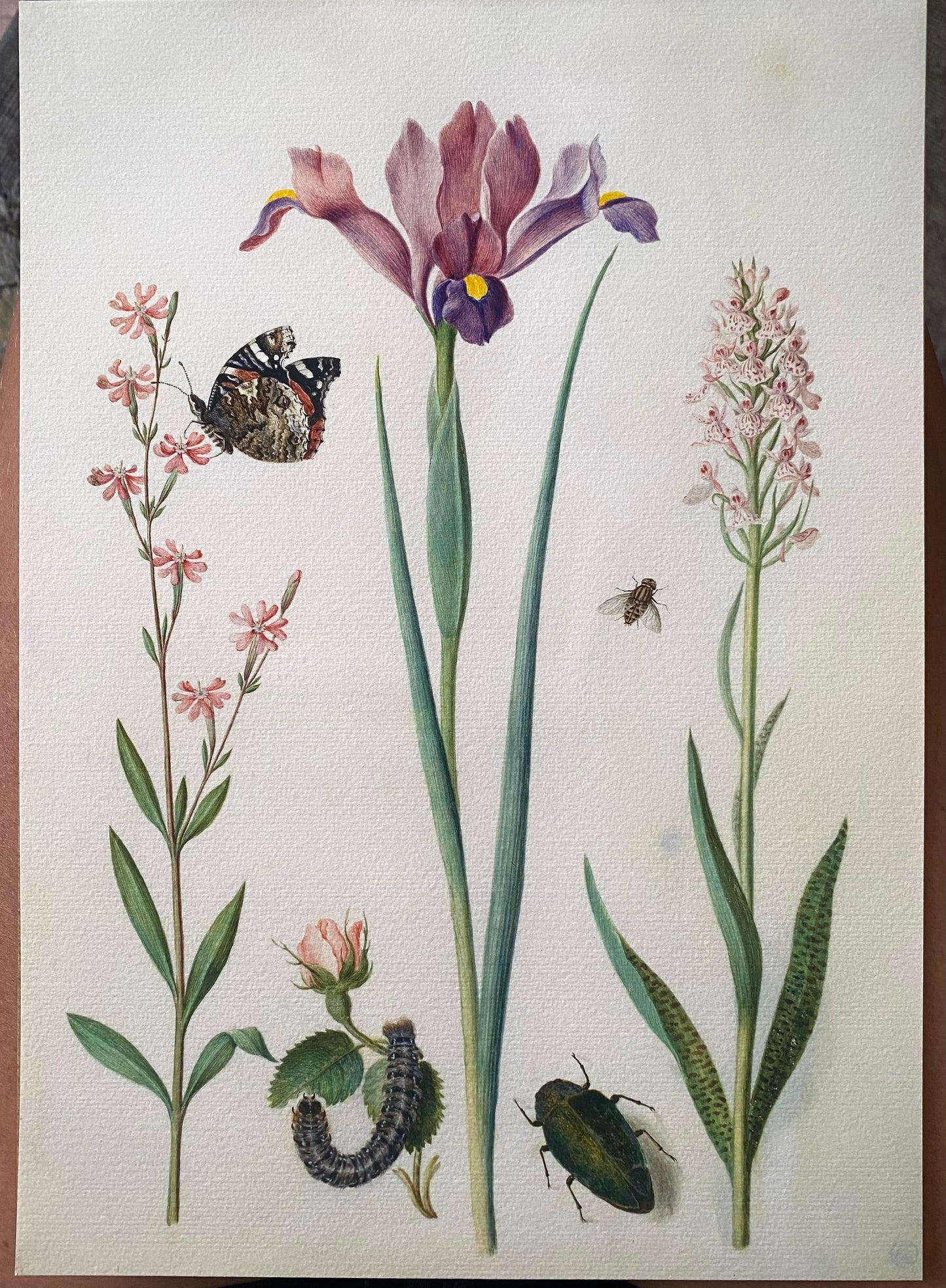 "Catchfly with admiral, rose with fox mouth, iris, hoverfly, jewel beetle and orchid Maria Siblylla Merian (1647-1717)
