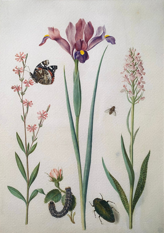 "Catchfly with admiral, rose with fox mouth, iris, hoverfly, jewel beetle and orchid Maria Siblylla Merian (1647-1717)
