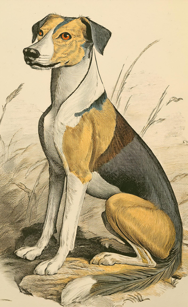 Greyhound II