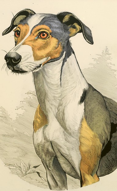 Whippet